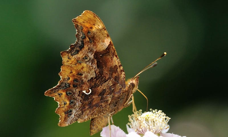 Gehakkelde aurelia vlinder met witte c
