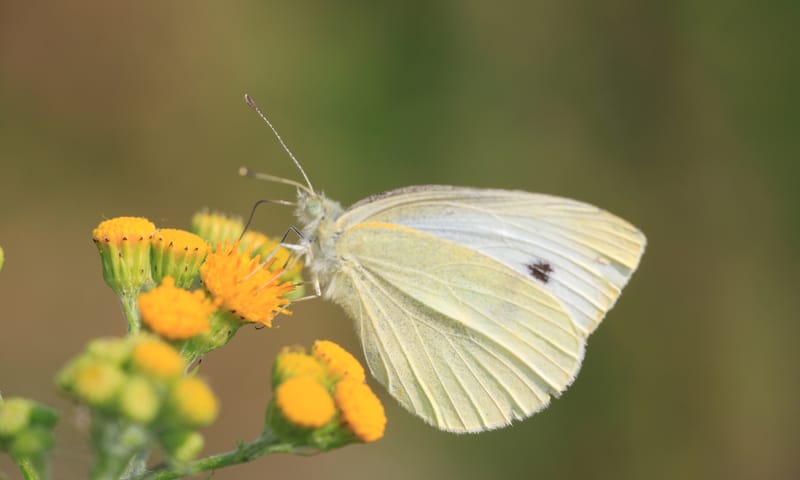 Klein koolwitje: vlinder legt eitjes op koolsoorten