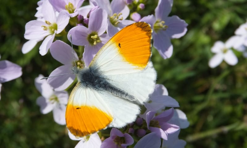 Oranjetip vlinder Oranjetip vlinder