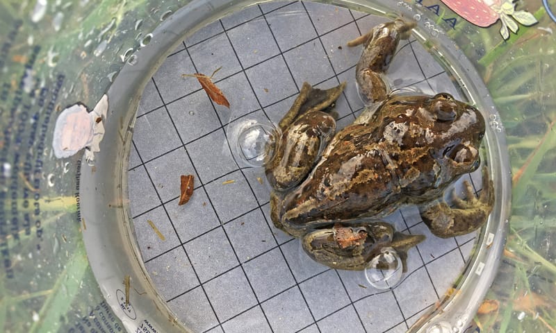 Voorstonden knoflookpad mannetje