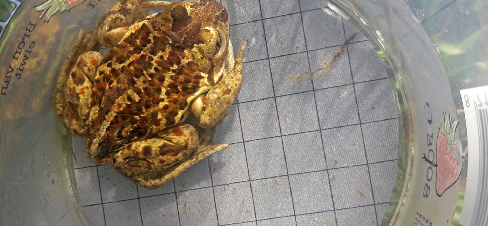 Voorstonden knoflookpad vrouwtje