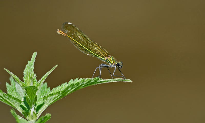 Waterjuffer op brandnetel