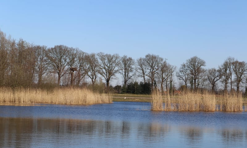 Het Schol
