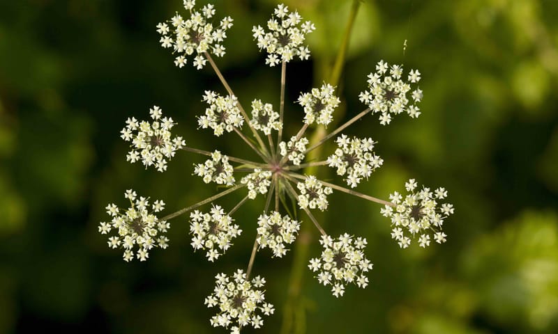 Zevenblad in je tuin