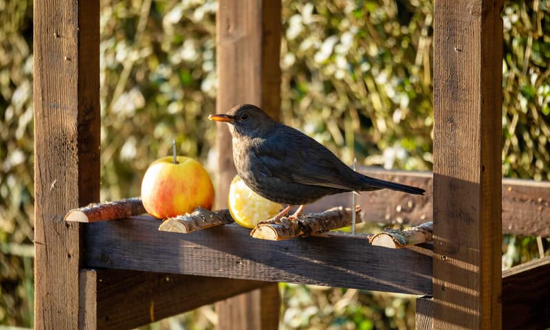Appels voor merel