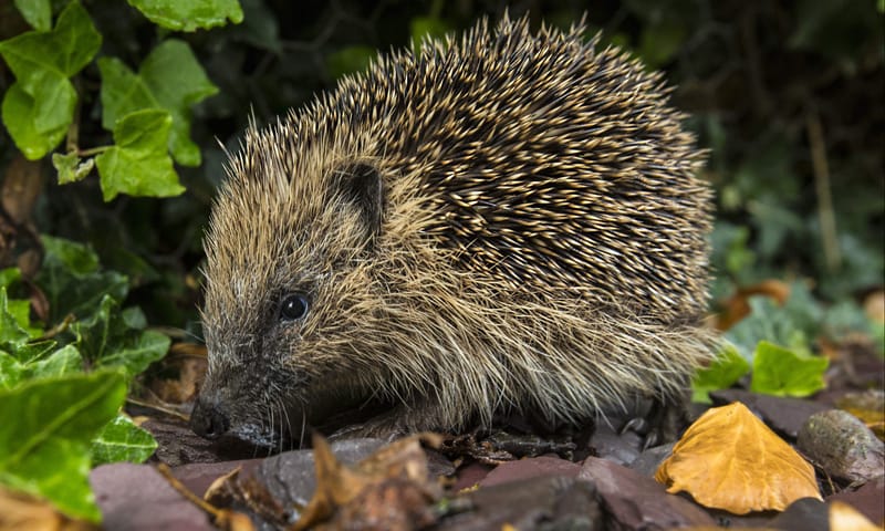 egel