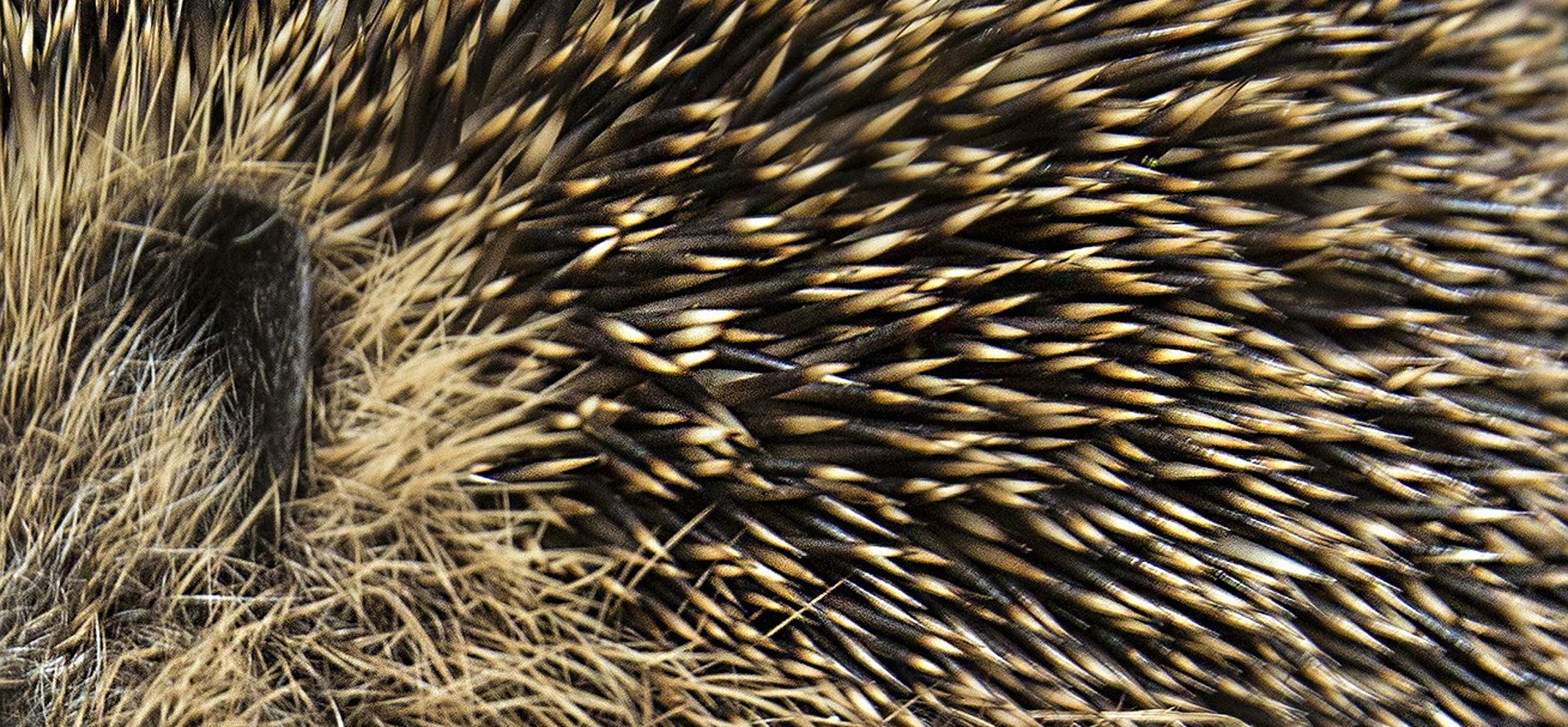 egel