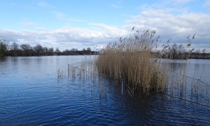 Waterriet in de Tienhovense plassen