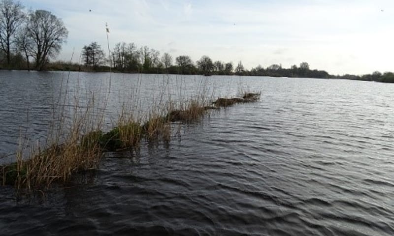 Waterriet in Tienhovense plassen
