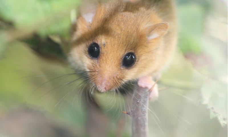 Hazelmuis