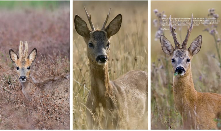 reewild fotograaf bas worm