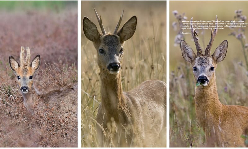 reewild fotograaf bas worm