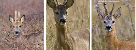 reewild fotograaf bas worm