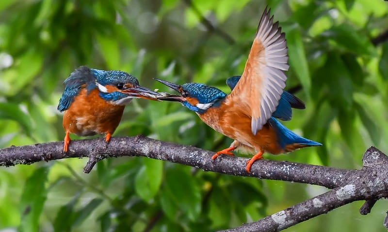 IJsvogels die eten