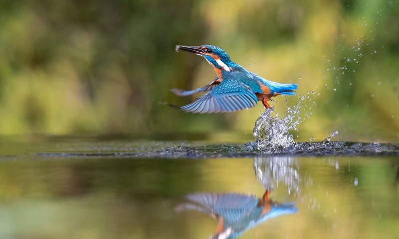 Ijsvogel vliegt over water Ijsvogel vliegt over water