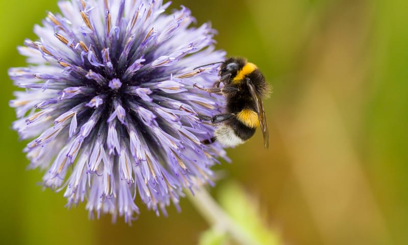 Aardhommel in tuin - hommels