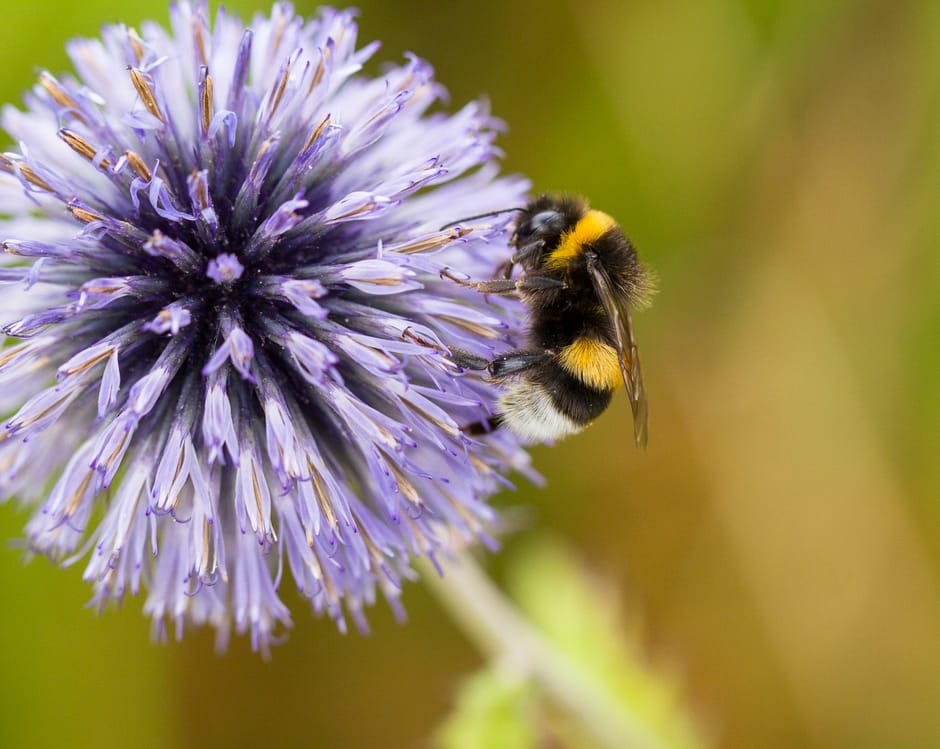 Aardhommel in tuin - hommels