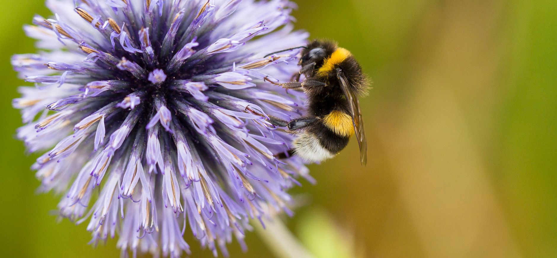 Aardhommel in tuin - hommels