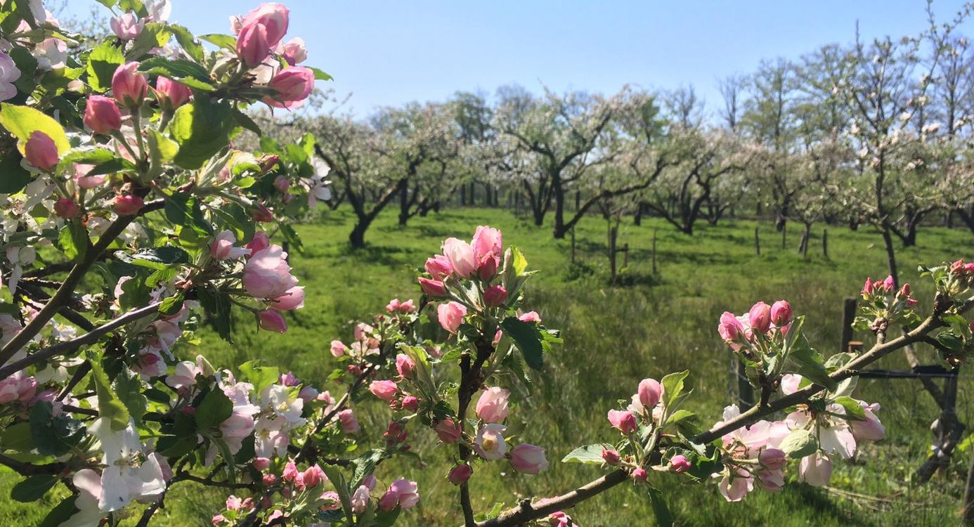Boomgaard Coelhorst in bloei