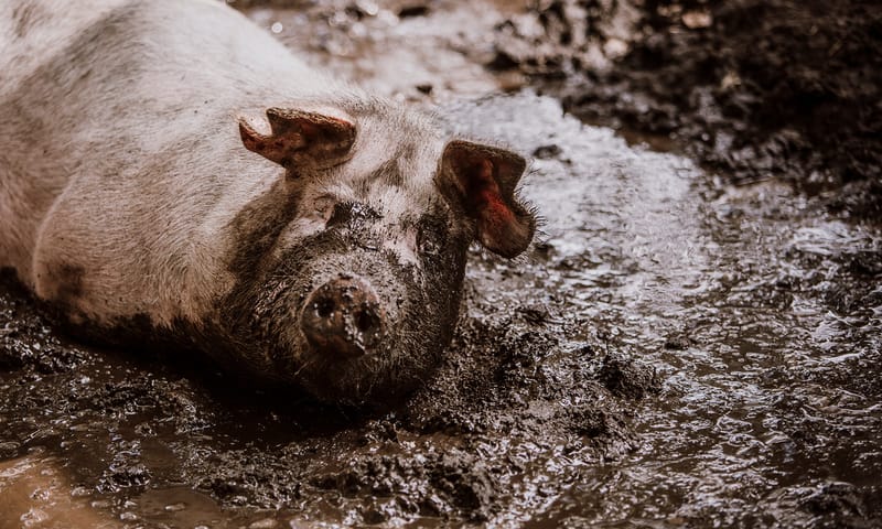 Herenboeren Groote Modderkolk varken neemt modderbad