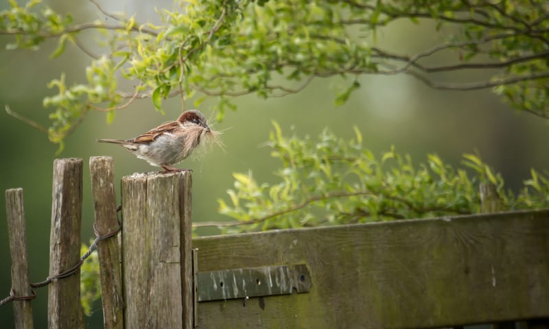 Huismus Huismus in tuin