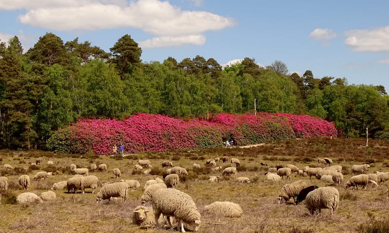 Schapen grazen op de heide voor biodiversiteit