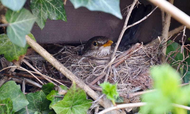 Merel maakt nest in de klimop