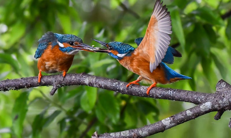 IJsvogels die eten