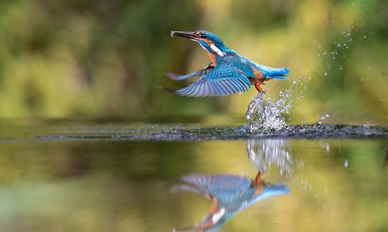 Ijsvogel vliegt over water