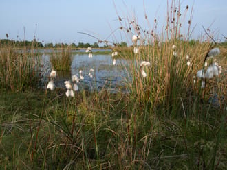 Korenburgerveen