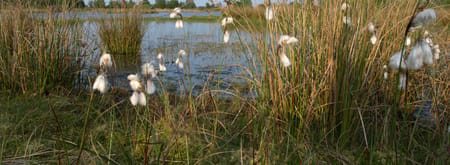 Korenburgerveen