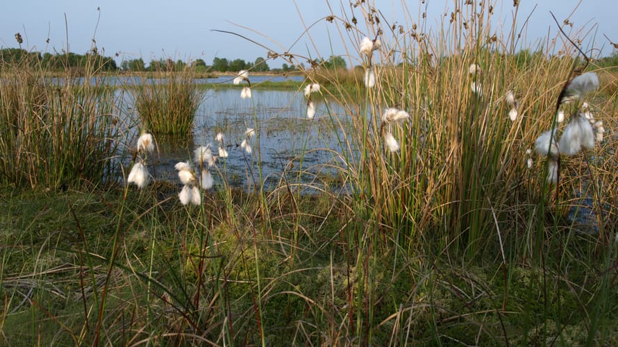 Korenburgerveen