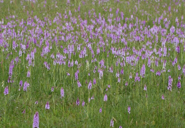 orchideeënrijk blauwgrasland