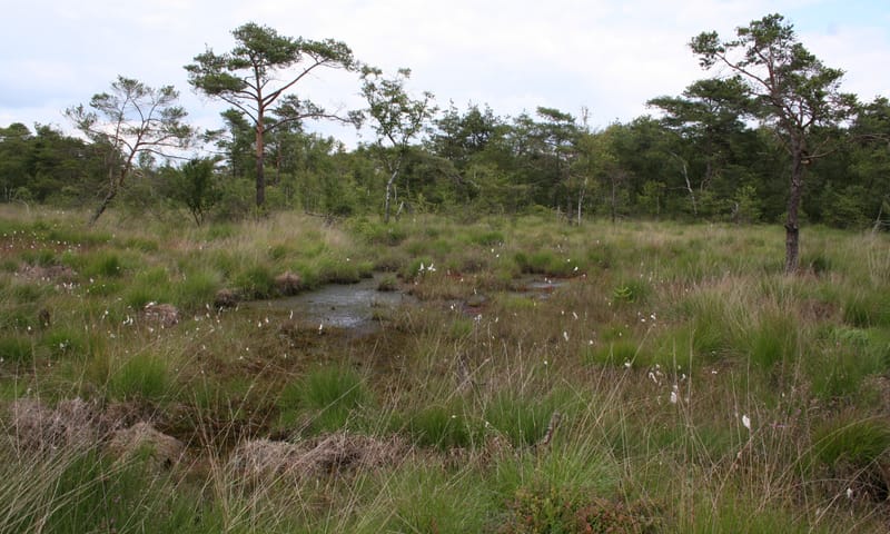 Veenpluis