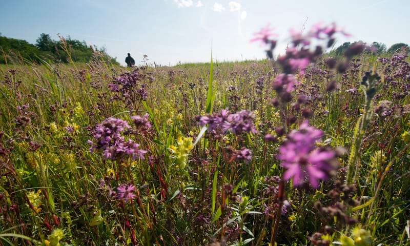 Echte koekoeksbloem en ratelaar