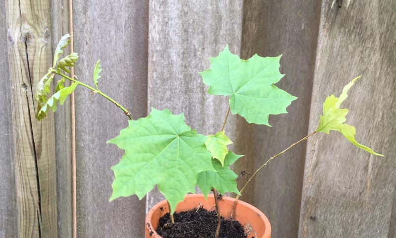 Stekje in pot - OERRR