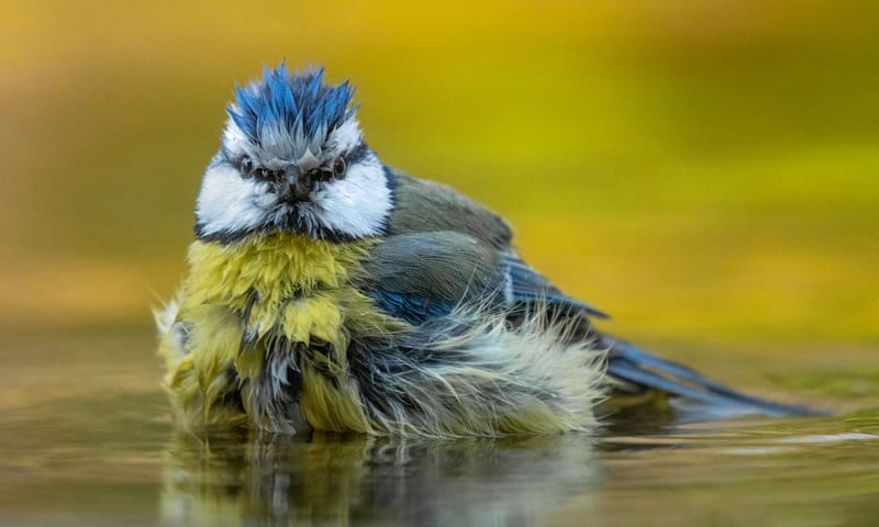 Pimpelmees tuinvogel 