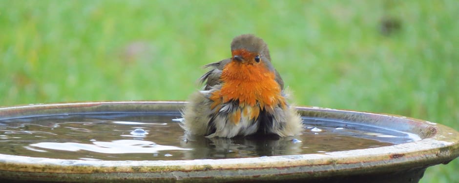 Roodborstje baddert in drinkschaal Roodborstje baddert in drinkschaal in tuin