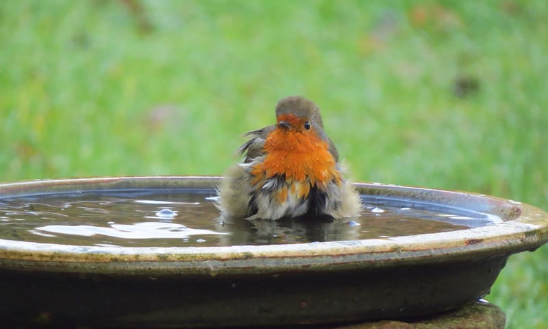 Roodborstje baddert in drinkschaal in tuin