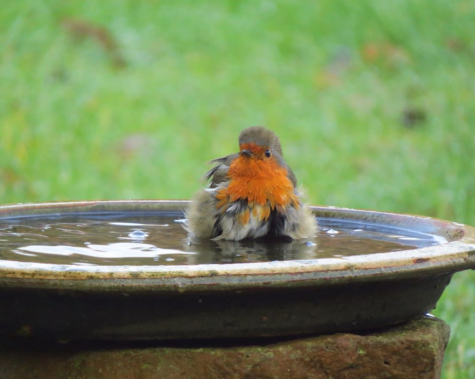Roodborstje baddert in drinkschaal Roodborstje baddert in drinkschaal in tuin