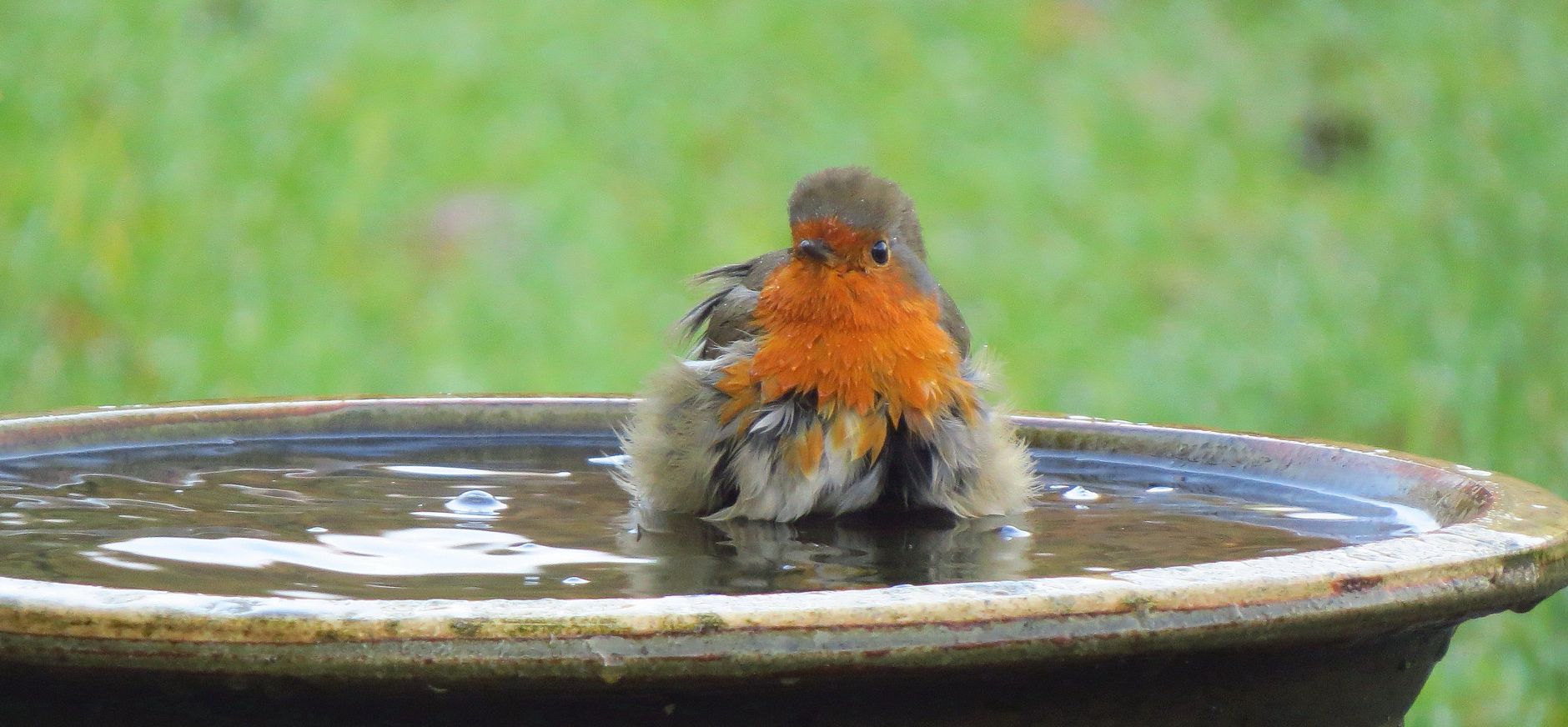 Roodborstje baddert in drinkschaal in tuin