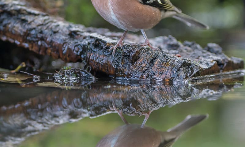 Vink Vink