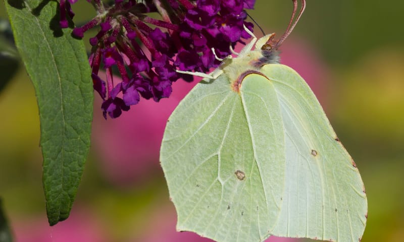 Citroenvlinder insecten in je tuin