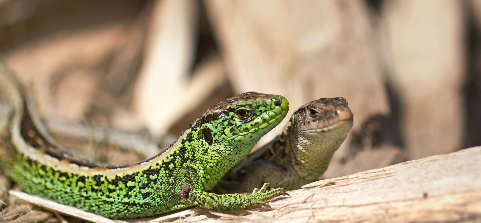 Zandhagedis man en vrouw, foto: Dick Vermeij