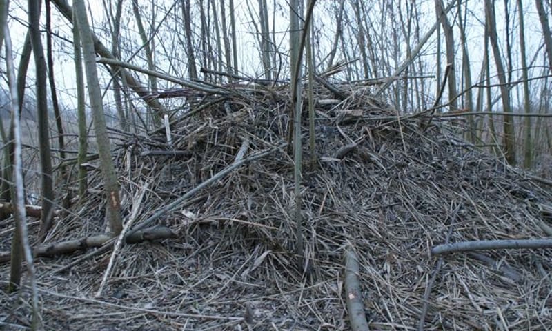 Beverburcht in het Harderbos