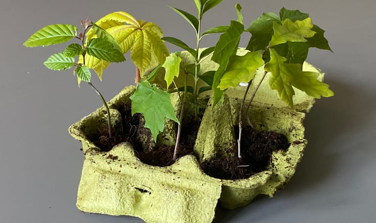 mini bos met mini boompjes