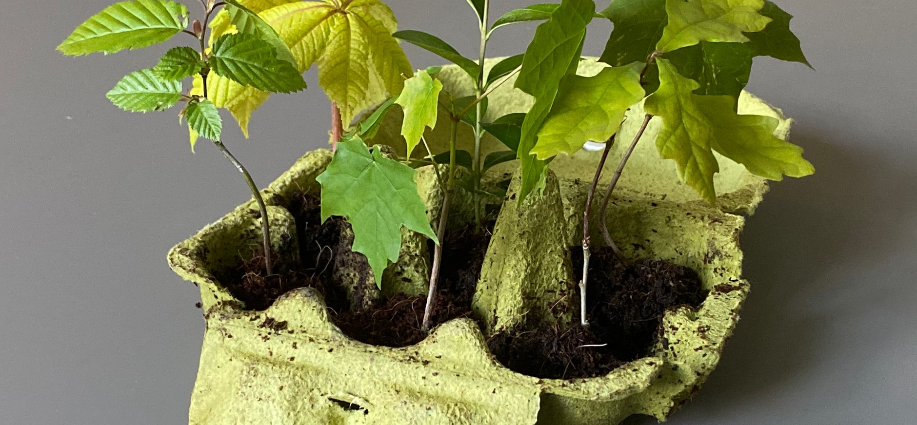 mini bos met mini boompjes