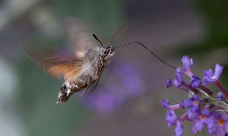 Kolibrievlinder op vlinderstruik