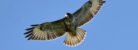 Op zoek naar roofvogels op Tiengemeten