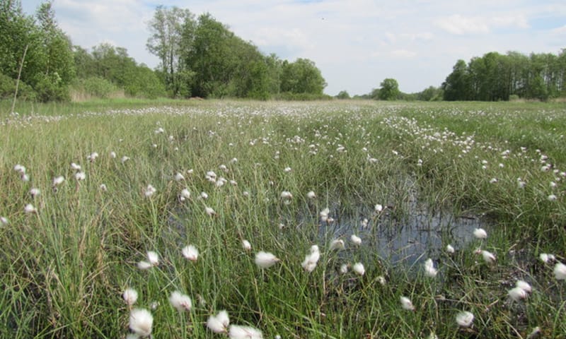 veenpluis